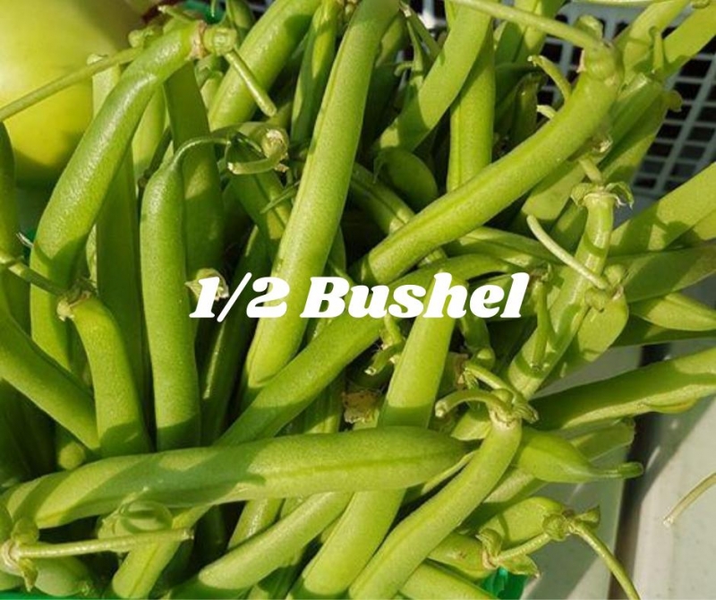 picture of 1/2 bushel of green beans